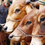 যেসব ভুলে কোরবানি হয় না