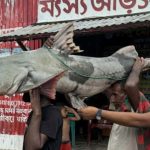 পদ্মায় ধরা পড়লো ৫০ কেজির বাঘাইড়